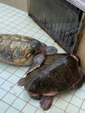下田海中水族館に投稿された画像（2025/8/1）