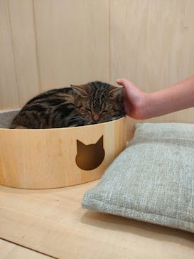 Cat Café MOFF グランベリーパーク店に投稿された画像（2025/8/1）