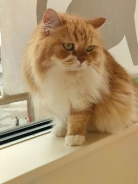 Cat Café MOFF グランベリーパーク店に投稿された画像（2025/8/1）