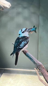 カワスイ 川崎⽔族館に投稿された画像（2025/8/1）