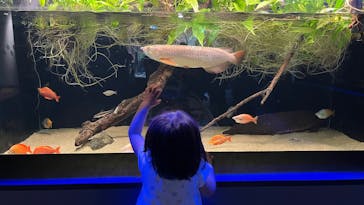 カワスイ 川崎⽔族館に投稿された画像（2025/8/1）