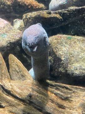 新江ノ島水族館に投稿された画像（2025/8/1）