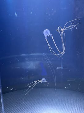 新江ノ島水族館に投稿された画像（2025/8/1）