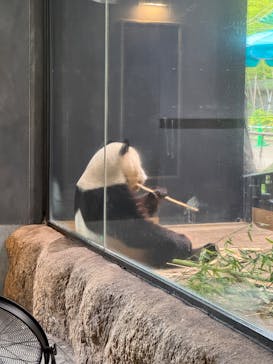 恩賜上野動物園に投稿された画像（2025/8/1）