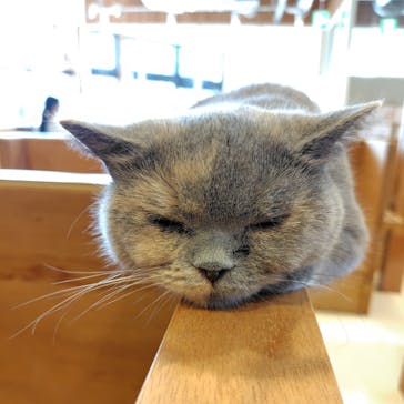 Cat Café MOFF SHIMINT HIROSHIMA店に投稿された画像（2025/8/1）