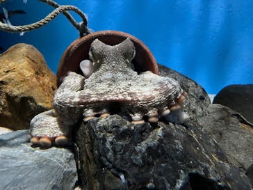 名古屋港水族館に投稿された画像（2025/8/1）