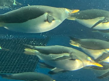 名古屋港水族館に投稿された画像（2025/8/1）
