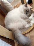 Cat Café MOFF イオンモールナゴヤドーム前店に投稿された画像（2025/8/1）