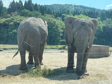 秋吉台自然動物公園 サファリランドに投稿された画像（2025/8/1）