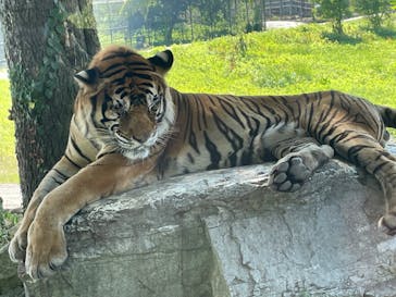 秋吉台自然動物公園 サファリランドに投稿された画像（2025/8/1）