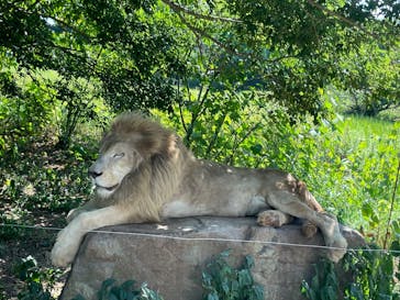 秋吉台自然動物公園 サファリランドに投稿された画像（2025/8/1）