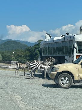 秋吉台自然動物公園 サファリランドに投稿された画像（2025/8/1）