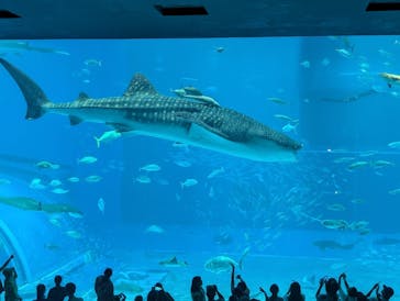 沖縄美ら海水族館に投稿された画像（2025/8/1）