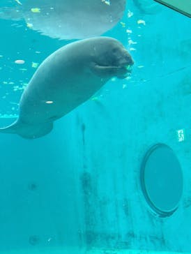 沖縄美ら海水族館に投稿された画像（2025/8/1）