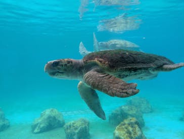 沖縄美ら海水族館に投稿された画像（2025/8/1）