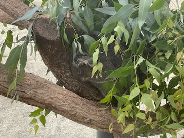 淡路ファームパーク イングランドの丘に投稿された画像（2025/8/1）