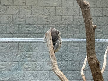 淡路ファームパーク イングランドの丘に投稿された画像（2025/8/1）