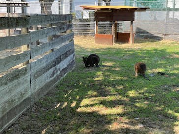 淡路ファームパーク イングランドの丘に投稿された画像（2025/8/1）