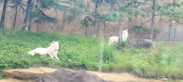 那須どうぶつ王国に投稿された画像（2025/8/1）