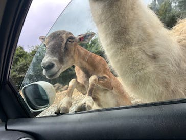 東北サファリパークに投稿された画像（2025/8/1）