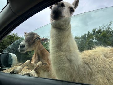 東北サファリパークに投稿された画像（2025/8/1）