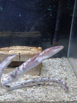 浜名湖体験学習施設ウォットに投稿された画像（2025/8/1）