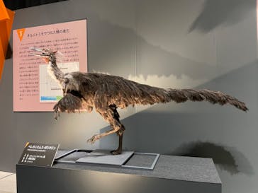 福井県立恐竜博物館に投稿された画像（2025/8/1）