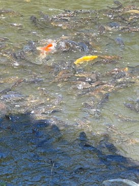 牧歌の里に投稿された画像（2025/8/2）