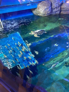 しながわ水族館に投稿された画像（2025/8/2）