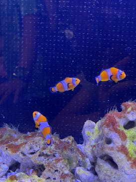 マクセル アクアパーク品川に投稿された画像（2025/8/2）