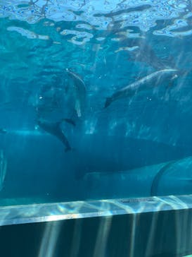 太地町立くじらの博物館に投稿された画像（2025/8/2）