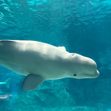 名古屋港水族館に投稿された画像（2025/8/2）