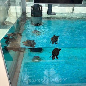 名古屋港水族館に投稿された画像（2025/8/2）