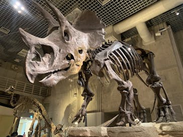 国立科学博物館に投稿された画像（2025/8/2）