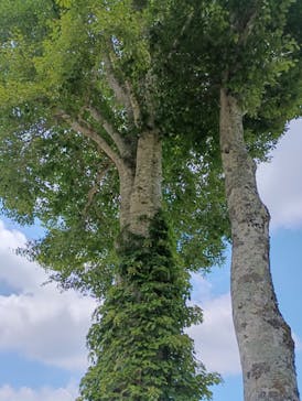 たんばらラベンダーパークに投稿された画像（2025/8/2）