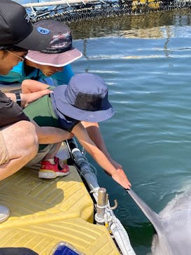 日間賀島ドルフィンビーチに投稿された画像（2025/8/2）