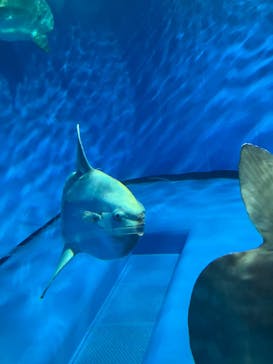 アクアワールド茨城県大洗水族館に投稿された画像（2025/8/2）