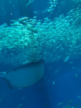 アクアワールド茨城県大洗水族館に投稿された画像（2025/8/2）