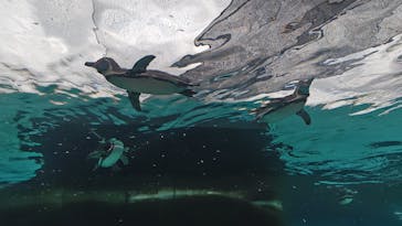 天王寺動物園に投稿された画像（2025/8/2）