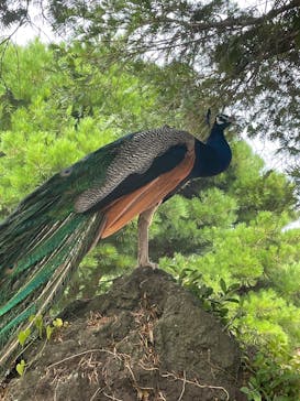 伊豆シャボテン動物公園に投稿された画像（2025/8/2）