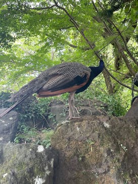 伊豆シャボテン動物公園に投稿された画像（2025/8/2）