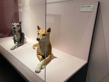 特別展「古代DNA－日本人のきた道」（国立科学博物館）に投稿された画像（2025/8/2）