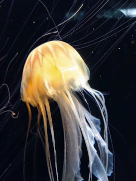 葛西臨海水族園に投稿された画像（2025/8/2）