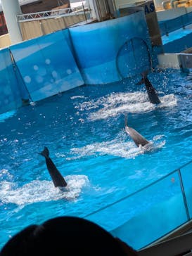 新江ノ島水族館に投稿された画像（2025/8/2）