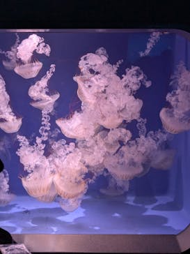 新江ノ島水族館に投稿された画像（2025/8/2）