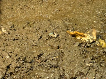 新江ノ島水族館に投稿された画像（2025/8/2）