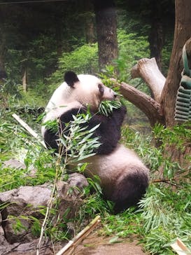 恩賜上野動物園に投稿された画像（2025/8/2）