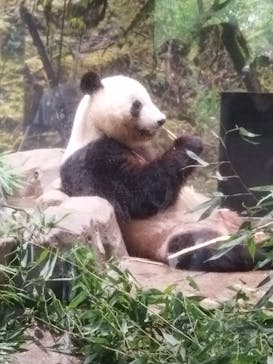 恩賜上野動物園に投稿された画像（2025/8/2）