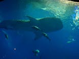 沖縄美ら海水族館に投稿された画像（2025/8/2）