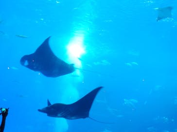 沖縄美ら海水族館に投稿された画像（2025/8/2）